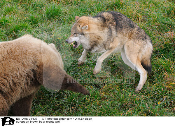 european brown bear meets wolf / DMS-01437