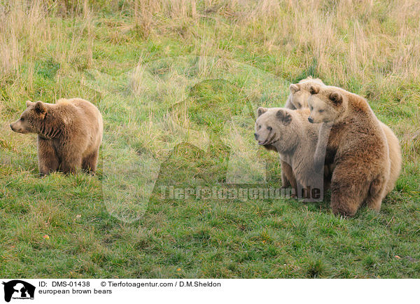 Europischer Braunbren / european brown bears / DMS-01438