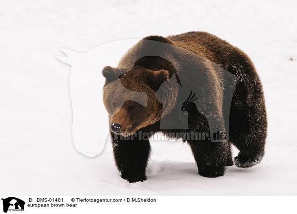 Europischer Braunbr / european brown bear / DMS-01481