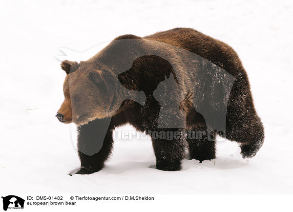 european brown bear / DMS-01482