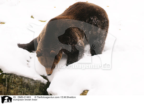 Europischer Braunbr / european brown bear / DMS-01483