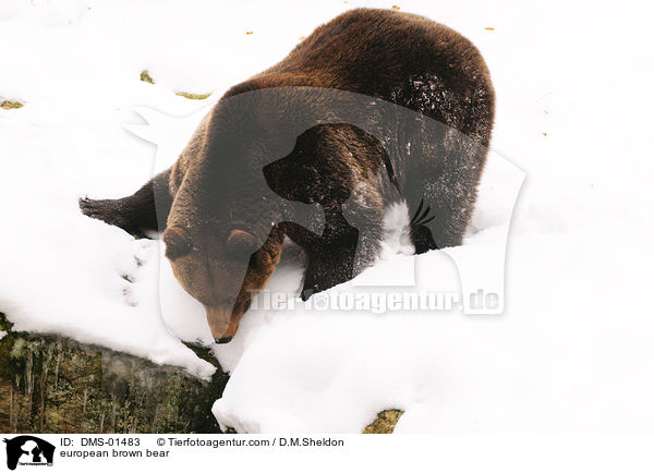 european brown bear / DMS-01483