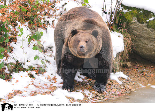 european brown bear / DMS-01484