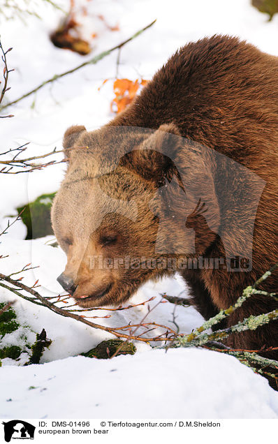 Europischer Braunbr / european brown bear / DMS-01496
