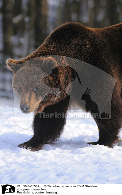 Europischer Braunbr / european brown bear / DMS-01507