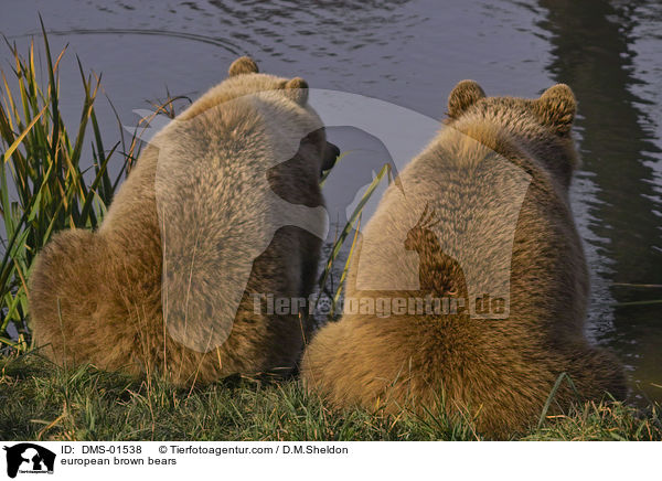 Europischer Braunbren / european brown bears / DMS-01538