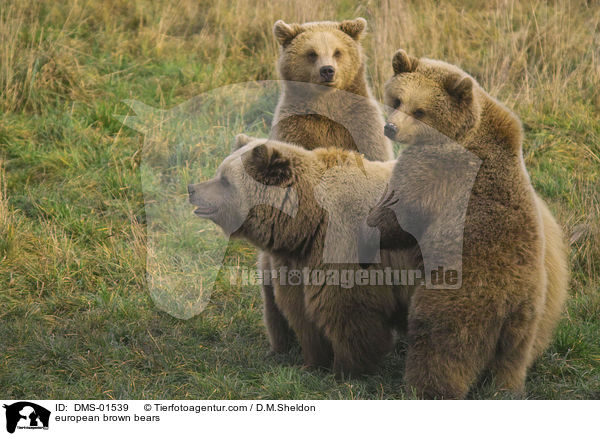Europischer Braunbrn / european brown bears / DMS-01539