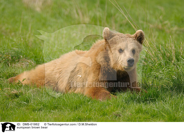 Europischer Braunbr / european brown bear / DMS-01862