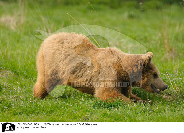 Europischer Braunbr / european brown bear / DMS-01864