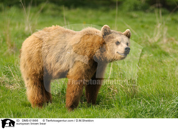 Europischer Braunbr / european brown bear / DMS-01866