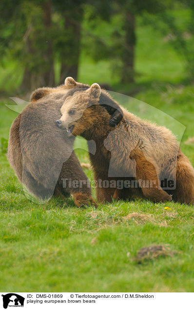 playing european brown bears / DMS-01869