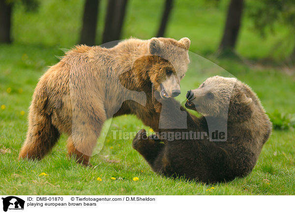 playing european brown bears / DMS-01870