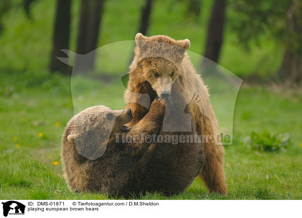 spielende Europische Braunbren / playing european brown bears / DMS-01871