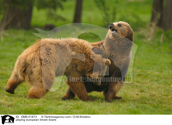 playing european brown bears / DMS-01873