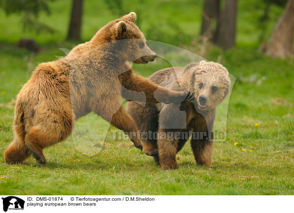 playing european brown bears / DMS-01874