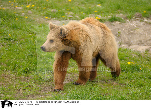 Europischer Braunbr / european brown bear / DMS-01876