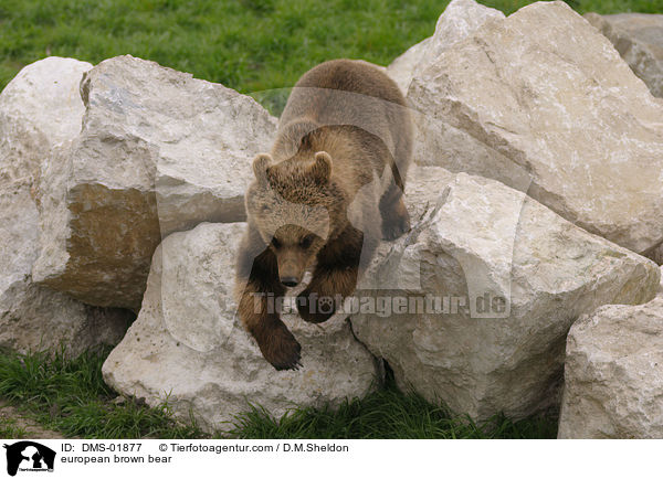 Europischer Braunbr / european brown bear / DMS-01877