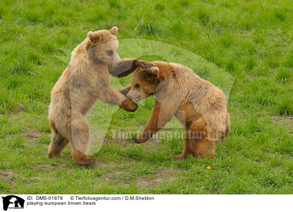spielende Europ�ische Braunb�ren / playing european brown bears / DMS-01878