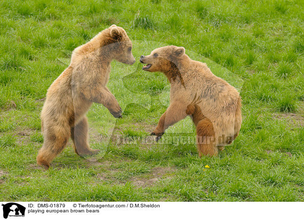 spielende Europische Braunbren / playing european brown bears / DMS-01879