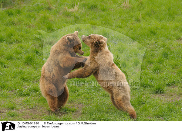 spielende Europische Braunbren / playing european brown bears / DMS-01880