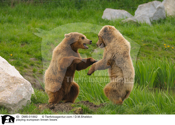 spielende Europische Braunbren / playing european brown bears / DMS-01882
