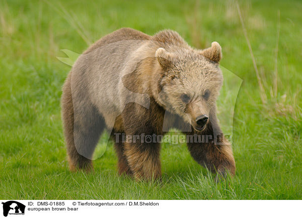 Europischer Braunbr / european brown bear / DMS-01885