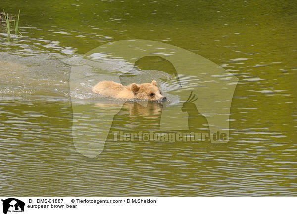 Europischer Braunbr / european brown bear / DMS-01887