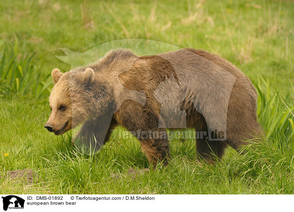 Europischer Braunbr / european brown bear / DMS-01892