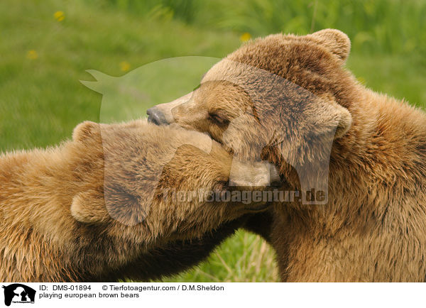 playing european brown bears / DMS-01894