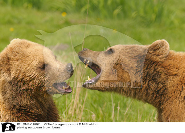 spielende Europische Braunbren / playing european brown bears / DMS-01897