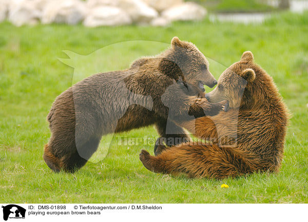 spielende Europische Braunbren / playing european brown bears / DMS-01898