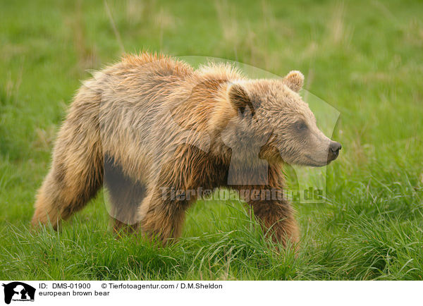 european brown bear / DMS-01900