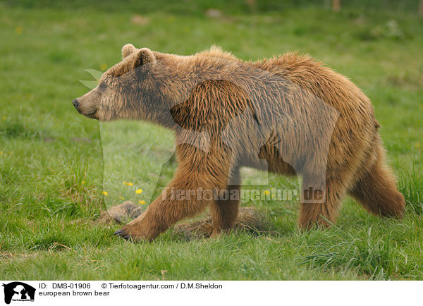 Europischer Braunbr / european brown bear / DMS-01906