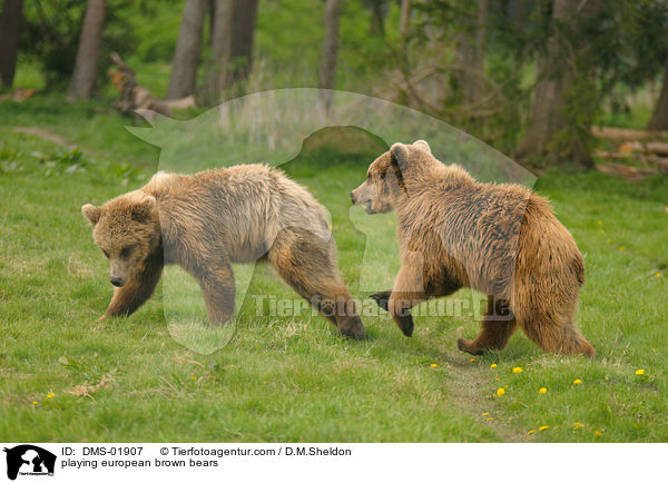 playing european brown bears / DMS-01907