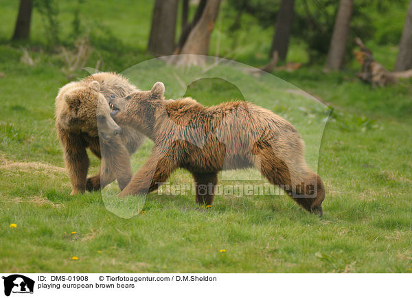 playing european brown bears / DMS-01908