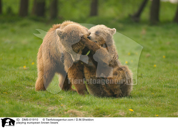 spielende Europische Braunbren / playing european brown bears / DMS-01910
