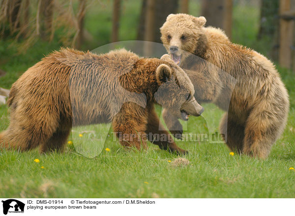 spielende Europische Braunbren / playing european brown bears / DMS-01914