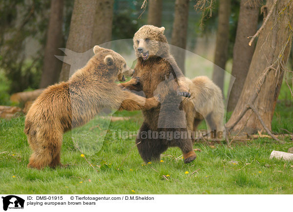 spielende Europische Braunbren / playing european brown bears / DMS-01915