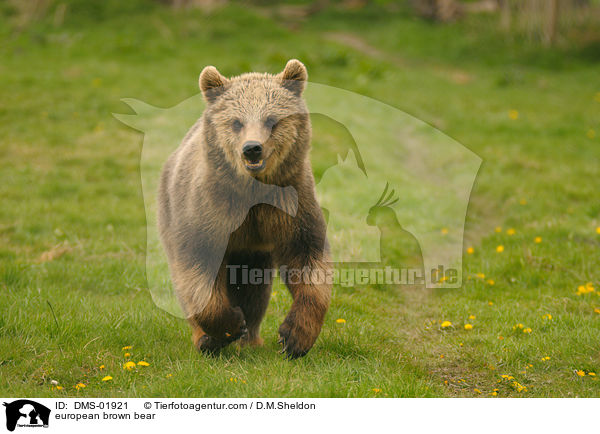 Europischer Braunbr / european brown bear / DMS-01921