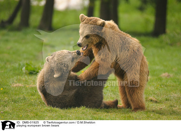 spielende Europische Braunbren / playing european brown bears / DMS-01925