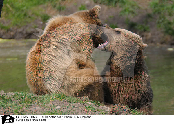 Europische Braunbren / european brown bears / DMS-01927