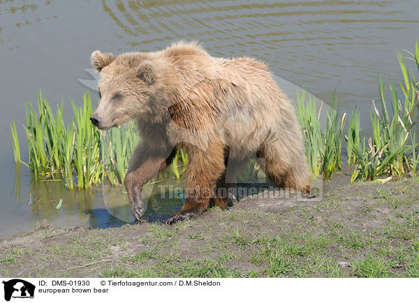 Europischer Braunbr / european brown bear / DMS-01930