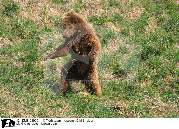 spielender Europischer Braunbr / playing european brown bear / DMS-01935
