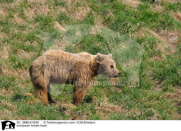 european brown bear / DMS-01936