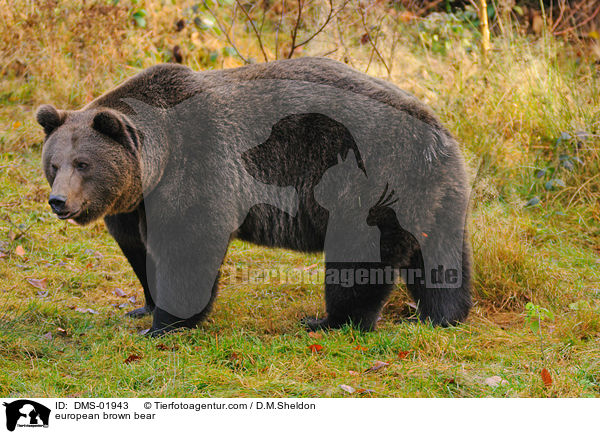 european brown bear / DMS-01943