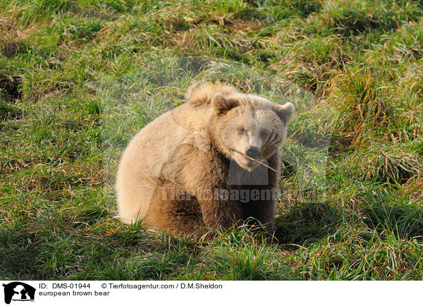 Europischer Braunbr / european brown bear / DMS-01944