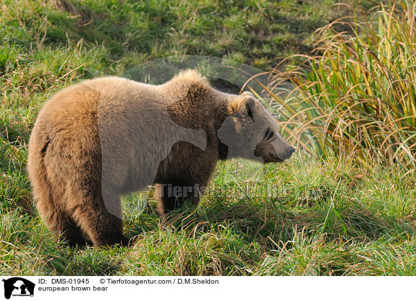 Europischer Braunbr / european brown bear / DMS-01945