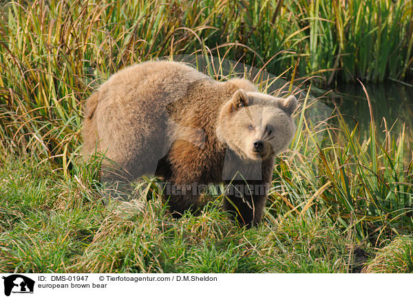 Europischer Braunbr / european brown bear / DMS-01947