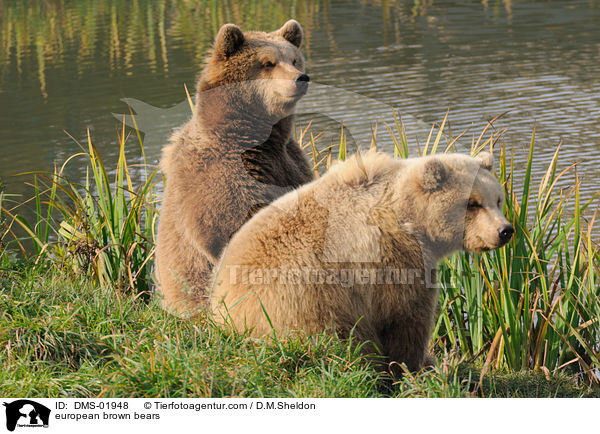 Europische Braunbren / european brown bears / DMS-01948