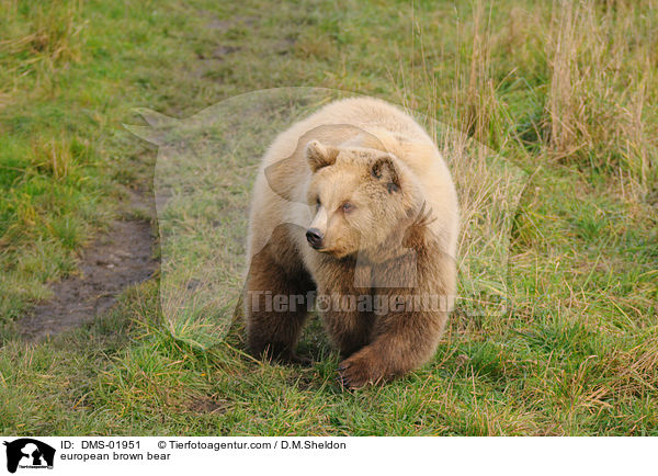 Europischer Braunbr / european brown bear / DMS-01951